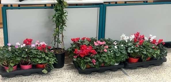 22 Δεκεμβρίου 2025 –   Εκπαιδευτική δράση  για τη βελτίωση της καθημερινής σχολικής ζωής και την καλλιέργεια θετικού κλίματος συνεργασίας στο σχολείο.